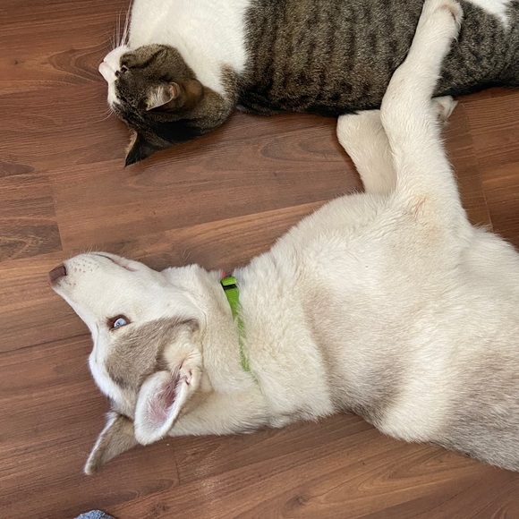 Meet your Posher, Sabrina - Picture 1 of 1